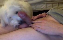 Cão branco e peludo chupando a rola do seu dono