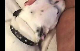 Cão de porte grande fazendo sexo oral em dona puta