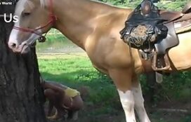 Vídeo de zoofilia com cavalo da pica grande